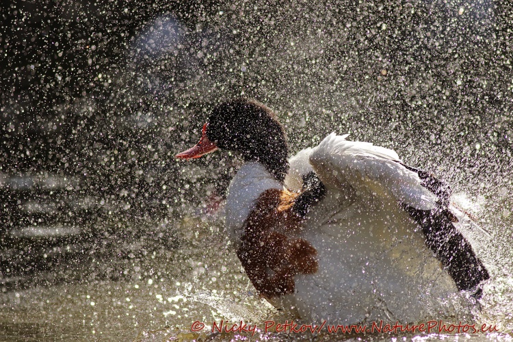 WildLife Photos of Birds, Geese, Ducks & others, Common Shelduck, Tadorna tadorna